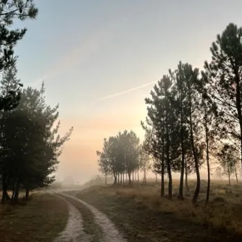 Le soleil se lève à travers la brume avec des arbres et un chemin de terre au premier plan