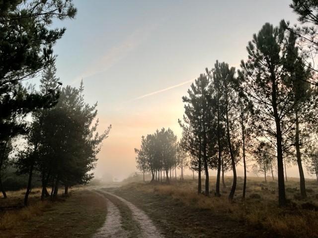 Sun rising through mist with trees and dirt path in foreground